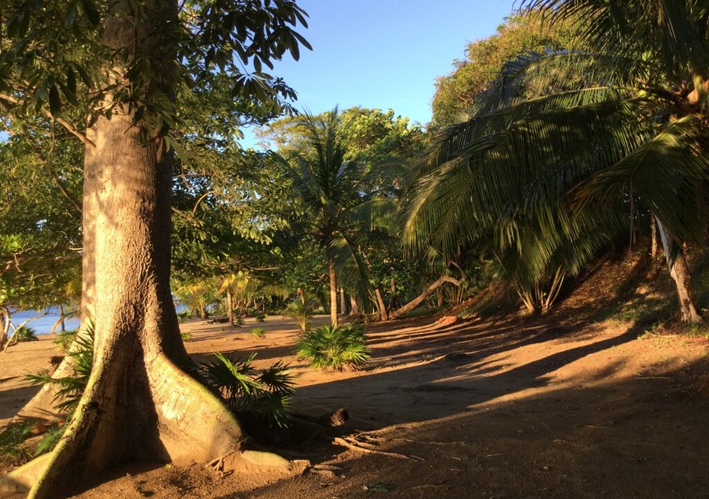 Ceiba Tree - beach